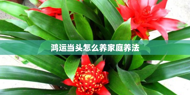 鸿运当头怎么养家庭养法