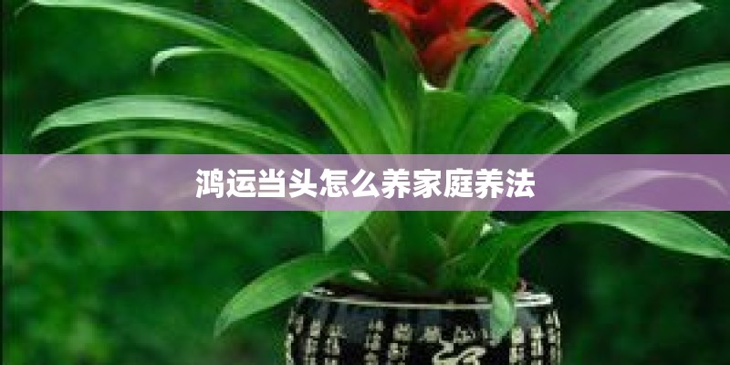 鸿运当头怎么养家庭养法