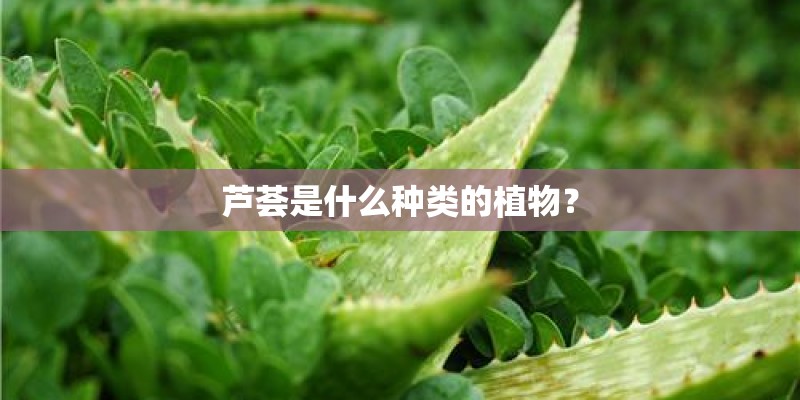 芦荟是什么种类的植物？