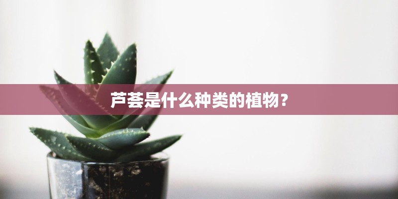 芦荟是什么种类的植物？