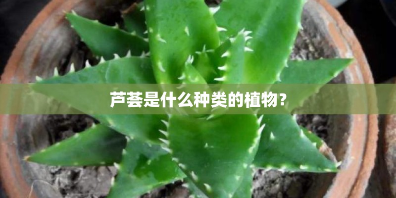芦荟是什么种类的植物？
