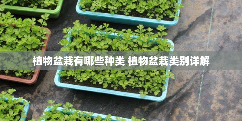 植物盆栽有哪些种类 植物盆栽类别详解