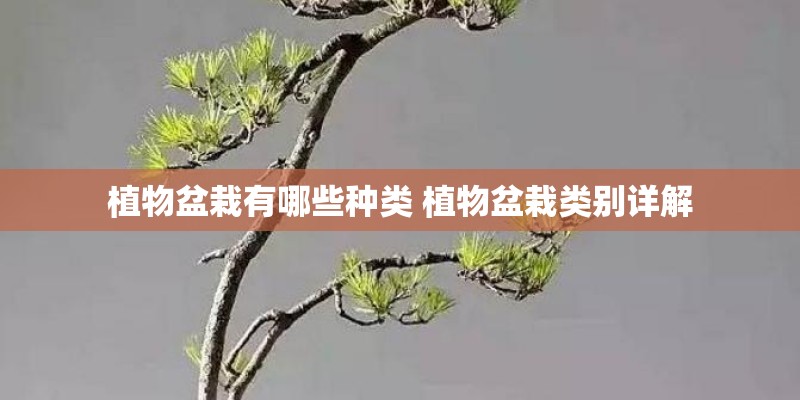 植物盆栽有哪些种类 植物盆栽类别详解
