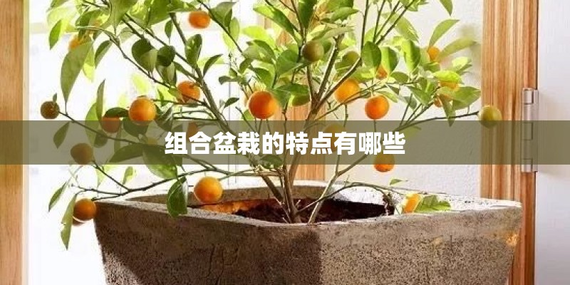 组合盆栽的特点有哪些