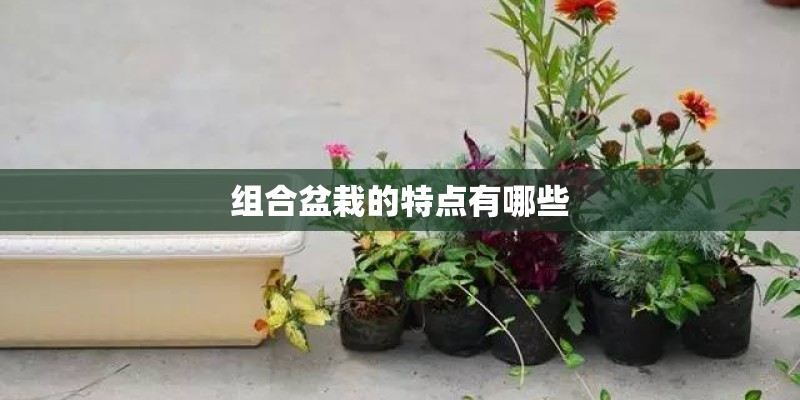 组合盆栽的特点有哪些