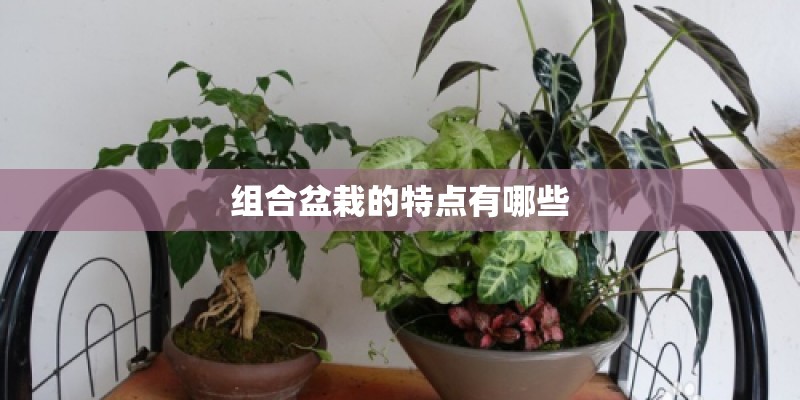 组合盆栽的特点有哪些