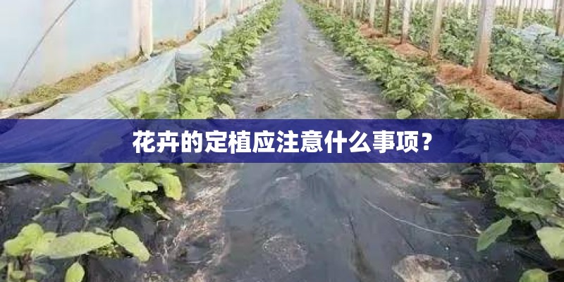 花卉的定植应注意什么事项？
