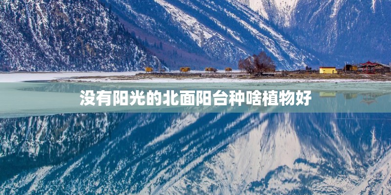 没有阳光的北面阳台种啥植物好