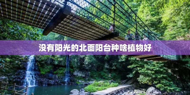 没有阳光的北面阳台种啥植物好