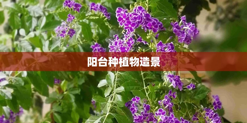 阳台种植物造景