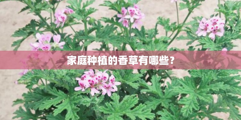家庭种植的香草有哪些？