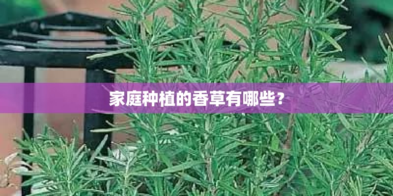 家庭种植的香草有哪些？