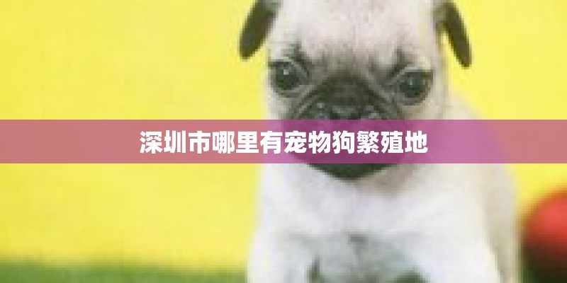 深圳市哪里有宠物狗繁殖地
