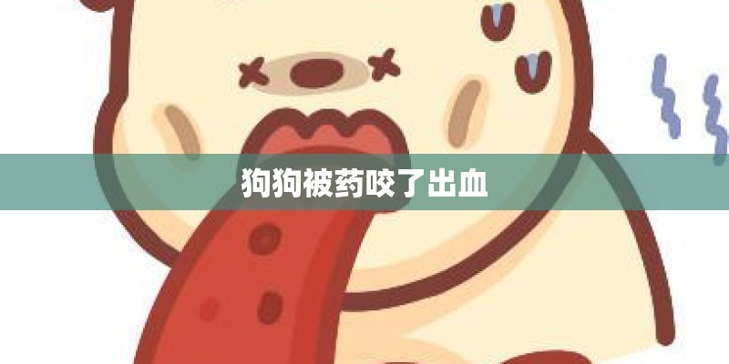 狗狗被药咬了出血