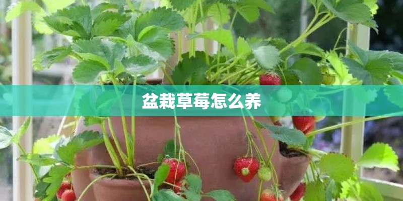盆栽草莓怎么养