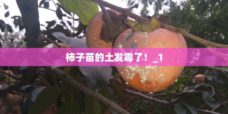柿子苗的土发霉了！_1