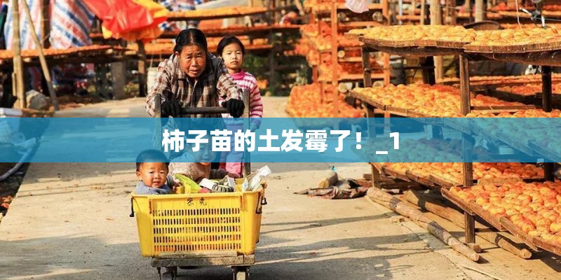 柿子苗的土发霉了！_1
