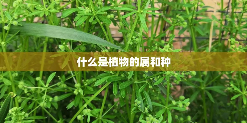 什么是植物的属和种