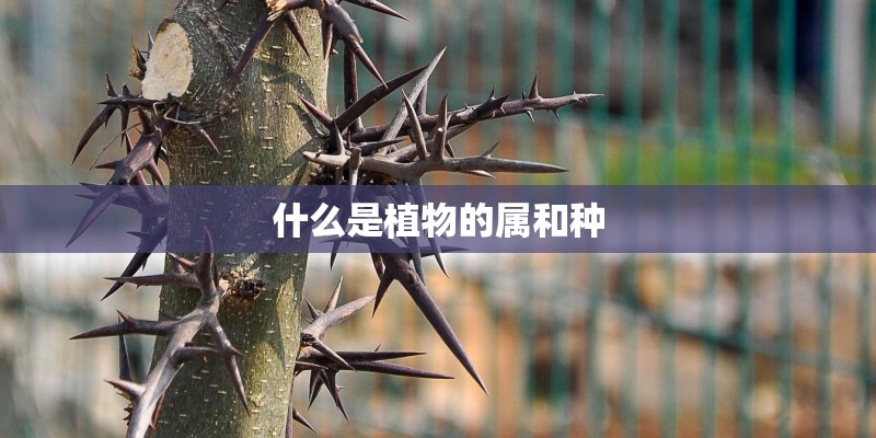 什么是植物的属和种