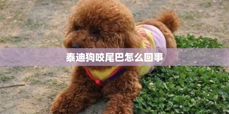 泰迪狗咬尾巴怎么回事