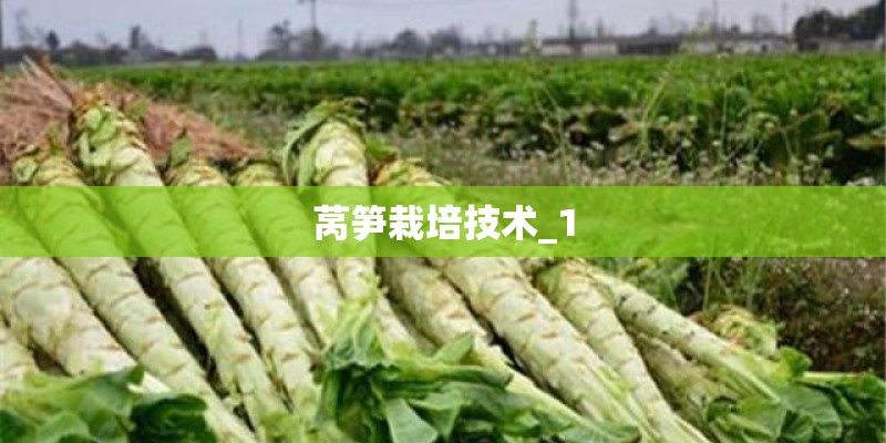 莴笋栽培技术_1