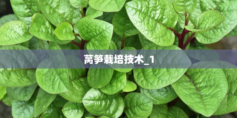 莴笋栽培技术_1