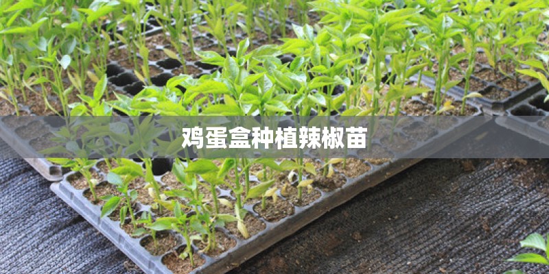 鸡蛋盒种植辣椒苗
