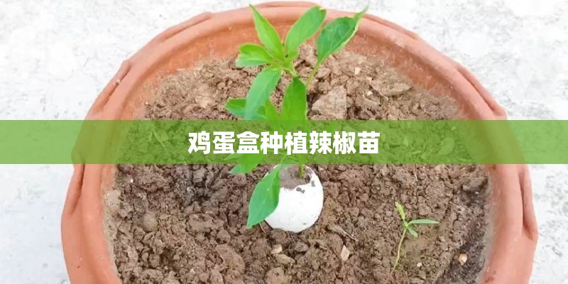 鸡蛋盒种植辣椒苗