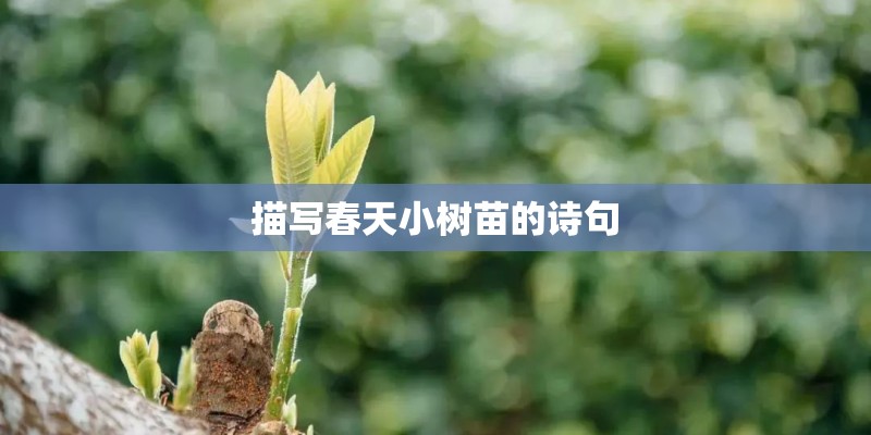 描写春天小树苗的诗句