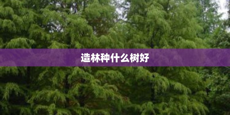 造林种什么树好