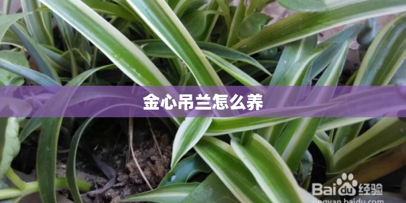 金心吊兰怎么养