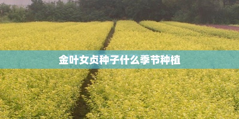金叶女贞种子什么季节种植