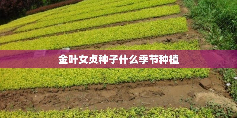 金叶女贞种子什么季节种植