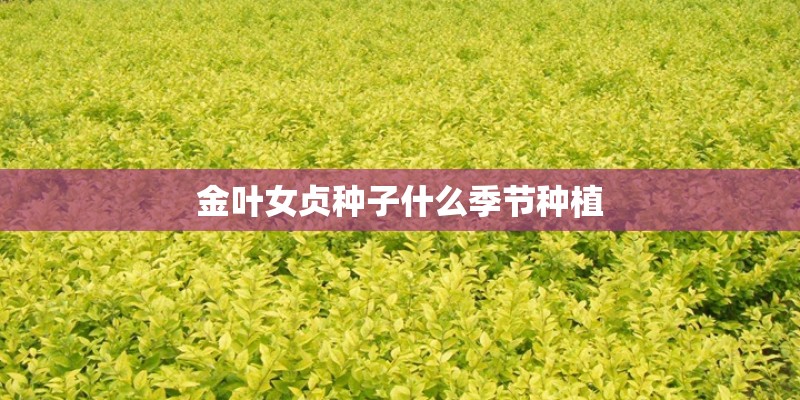 金叶女贞种子什么季节种植
