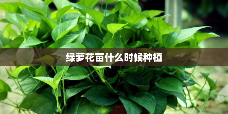 绿萝花苗什么时候种植