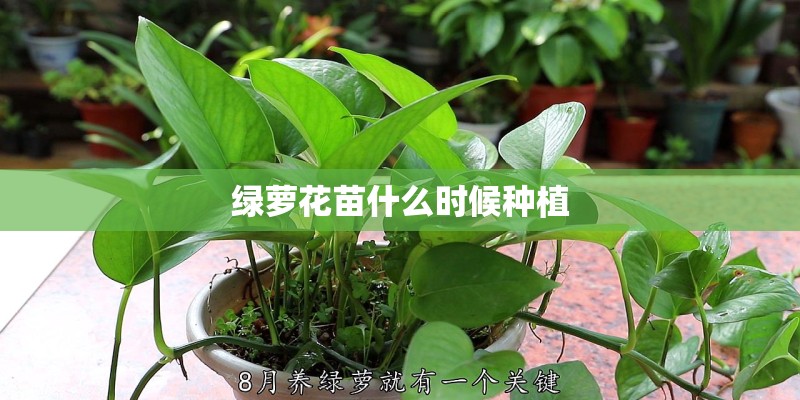 绿萝花苗什么时候种植