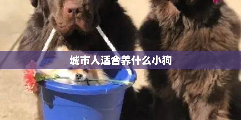 城市人适合养什么小狗