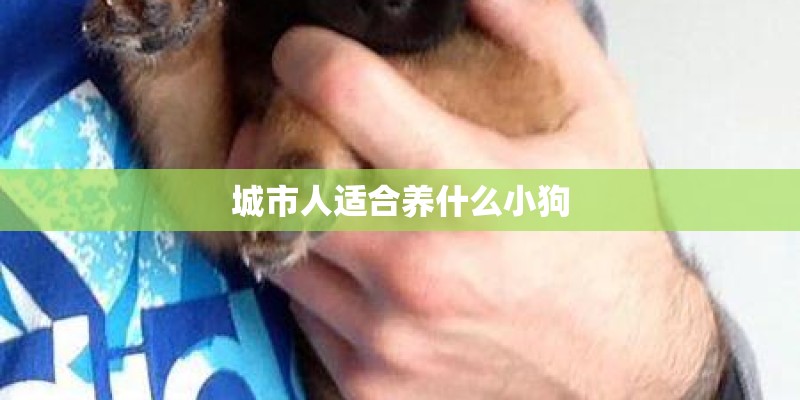 城市人适合养什么小狗