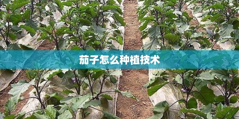茄子怎么种植技术