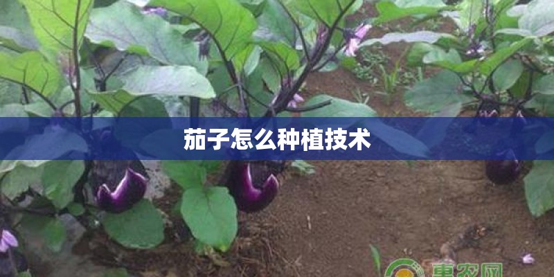 茄子怎么种植技术 茄子怎么种植技术