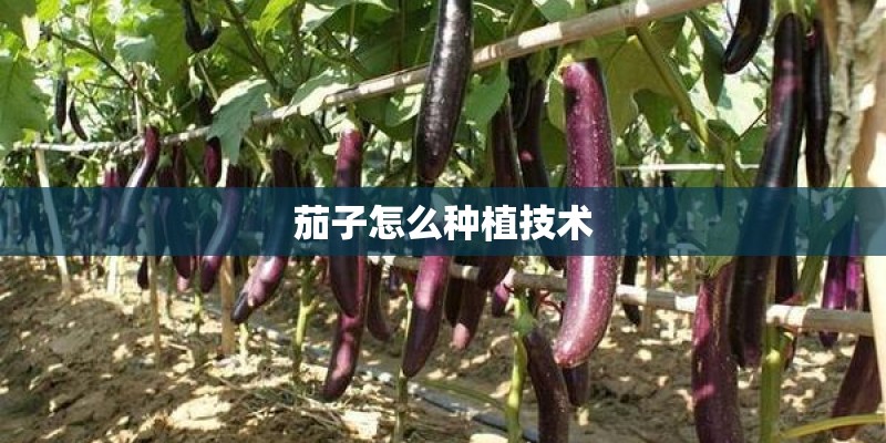 茄子怎么种植技术 茄子怎么种植技术
