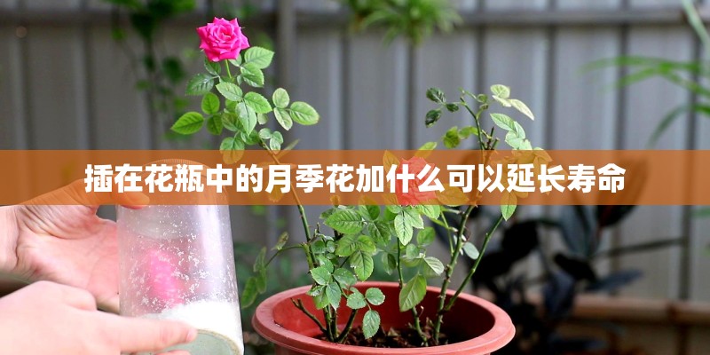 插在花瓶中的月季花加什么可以延长寿命