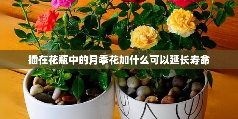 插在花瓶中的月季花加什么可以延长寿命