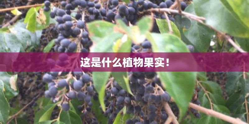 这是什么植物果实！