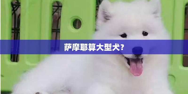 萨摩耶算大型犬？