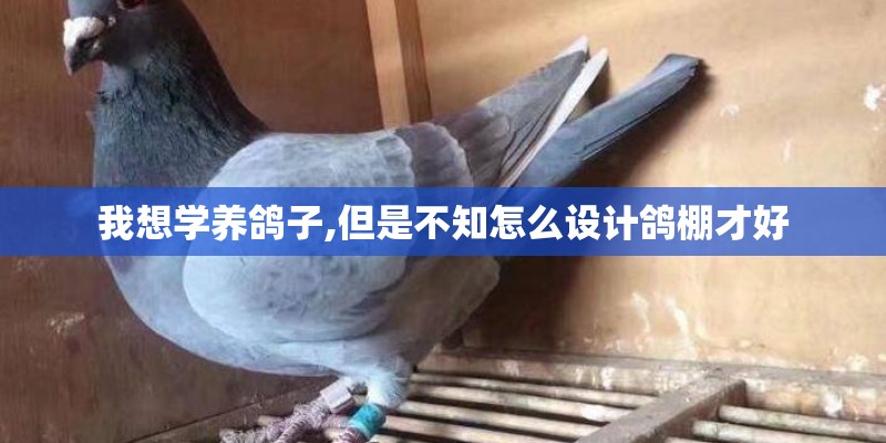 我想学养鸽子,但是不知怎么设计鸽棚才好