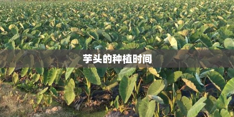 芋头的种植时间