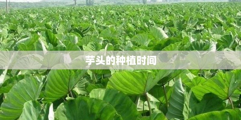 芋头的种植时间