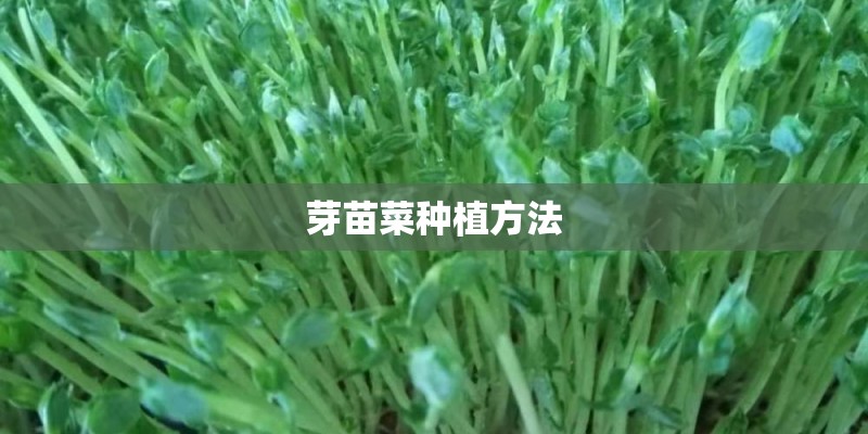 芽苗菜种植方法