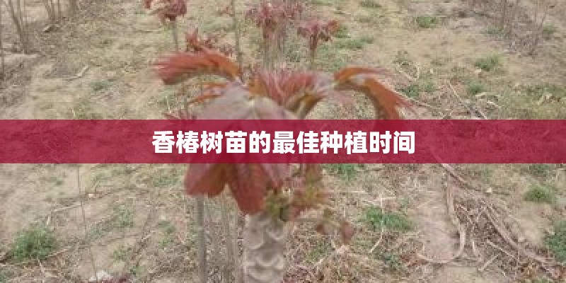 香椿树苗的最佳种植时间